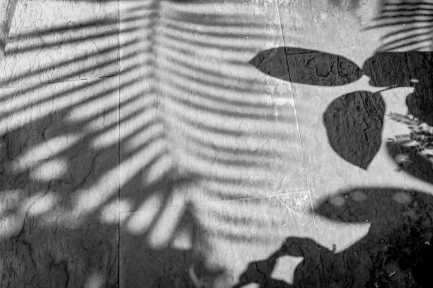 istock the shadows of various leaves on the cement floor 2149748140