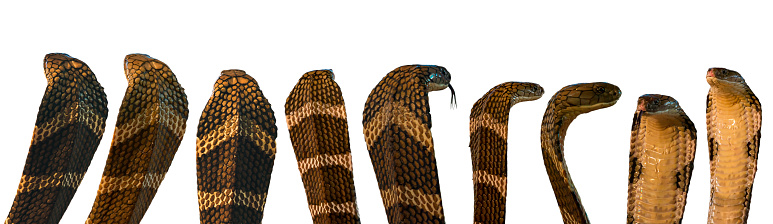 Multiple cobra snakes head action with raised hoods displayed in a lineup, isolated against a white background with clipping path