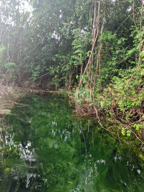 istock river in a clear forest with green trees 2149748515