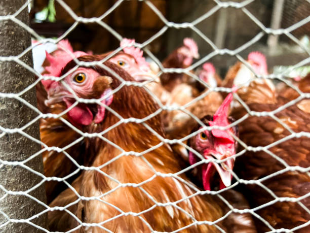 istock Flock Of Chickens In A Coop 2149749909
