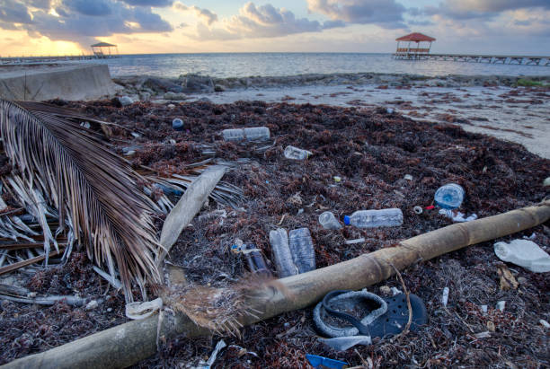 Sargassum and trash covering a beach in paradise at sunrise.