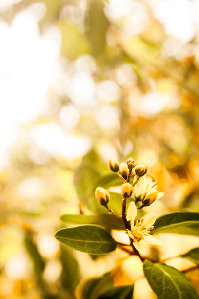 close up of green leaves