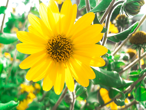 Yellow Flower With Large Petals and Black Center. Large yellow flower with a green blurred background.