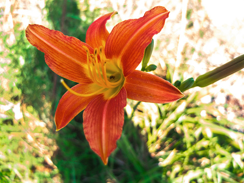 Orange or Red six petal flower with a yellow center. 6 Petal red flower with a green background.
