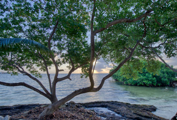 A mangrove tree at sunrise surrounded by sargassum weed at sunrise in Belize.