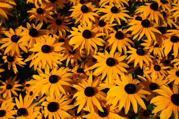 Embracing the sunshine with Blackeyed Susan's vibrant hues