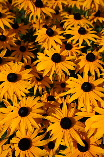 A collection of bright yellow Black-Eyed Susan flowers stands out with its dark brown centers amidst the fresh greenery of a garden in full summer bloom, showcasing the natural beauty and vibrant colors of these perennial plants.