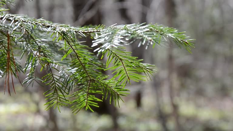 pine needles on a tree branch swaying under a light spring breeze