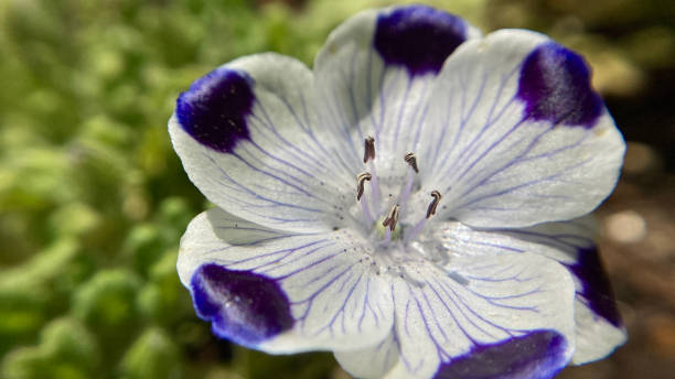 istock Macro photography of Nemophila maculata (aka Five Spot) 2149756441