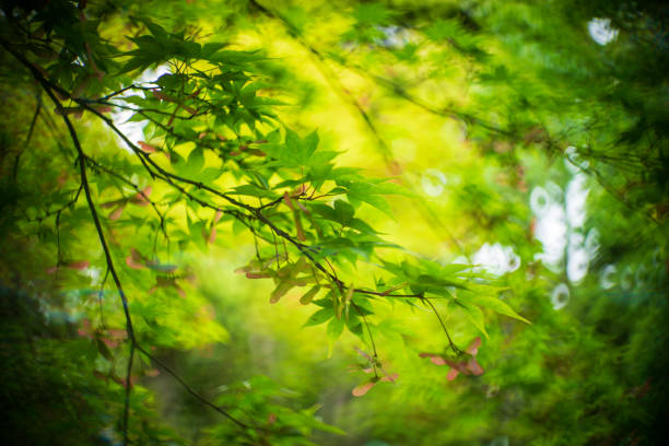 Fresh green autumn leaves