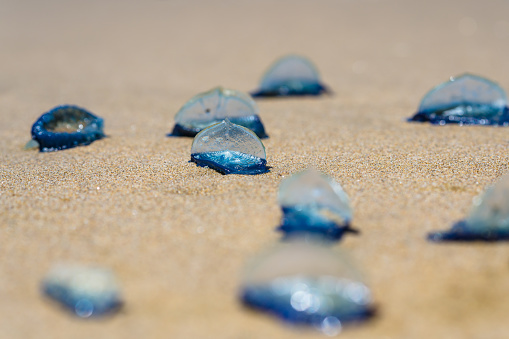 Blue jellyfish wash up on a sandy beach, their translucent bodies glistening in the sunlight.