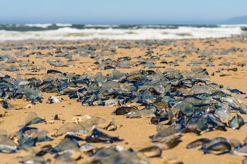 Hundreds of blue jellyfish litter the sandy beach, stretching toward the distant waves.