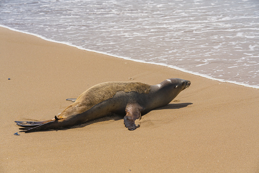 A seal stretches and raises its head while basking on a sandy beach.