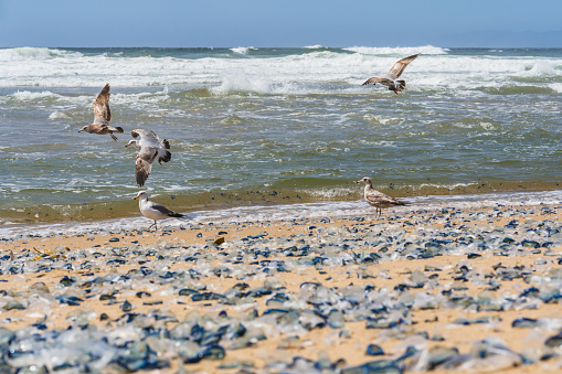 Seagulls on a sandy beach as waves crash ashore, with blue jellyfish scattered across the shoreline. California coast