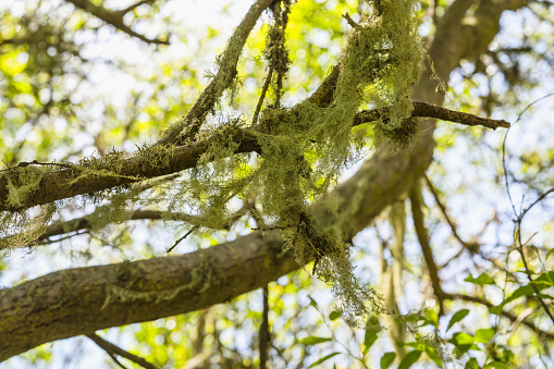 Tree branches covered in Spanish moss, with a background of dappled sunlight.