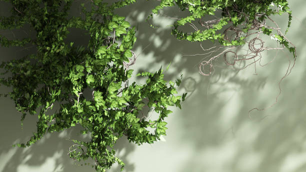 istock Tree branch in dappled sunlight, leaf foliage shadow on blank cream concrete wall 2149758977