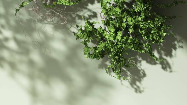 istock Tree branch in dappled sunlight, leaf foliage shadow on blank cream concrete wall 2149758980