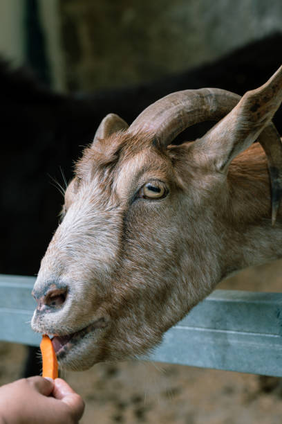 istock Goat Eating Carrot Offered by Child at Farm 2149759063