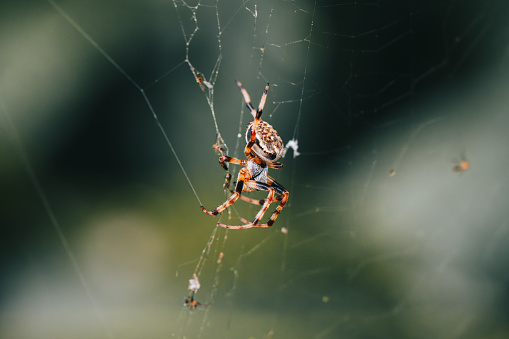 An orb-weaver spider in the process of spinning its web, framed by natural greenery