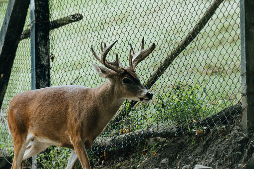 A white-tailed deer roams near a fence in a conservation setting, highlighting wildlife management