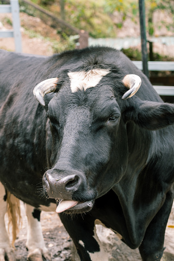 A playful black cow sticks its tongue out, adding a humorous touch to farm life imagery