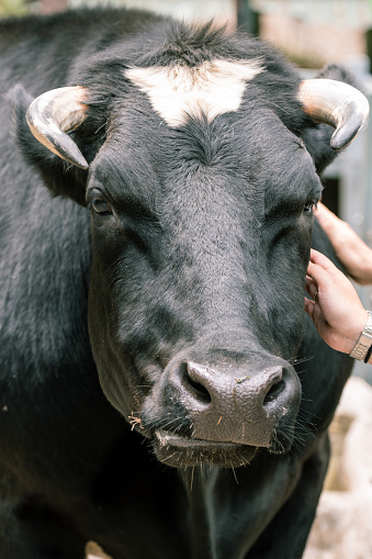 Affectionate moment as a human hand pets a black cow, symbolizing care and trust between species