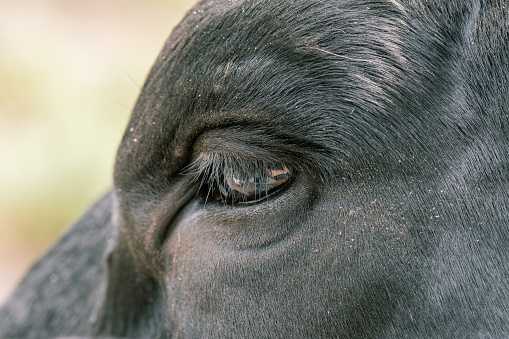 A detailed close-up of a black cow's eye, showcasing the natural beauty and calmness of bovine animals