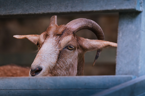 Close-up of a goat's face peeking through a fence on a farm, depicting curiosity and farm life