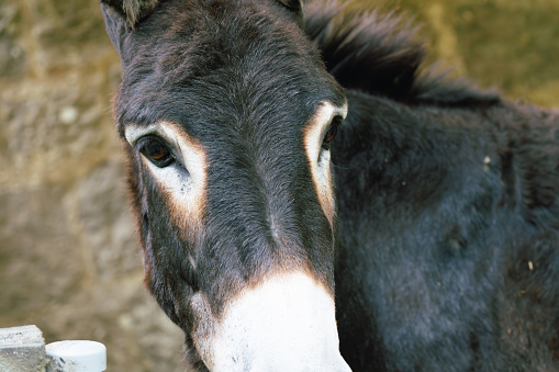 Intimate close-up of a donkey's face highlighting the soulful eyes and calm demeanor