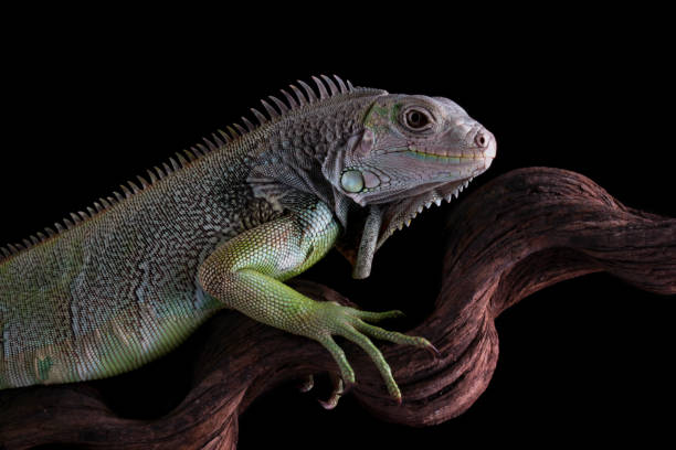 istock Colombian green iguana isolated on black 2149759417