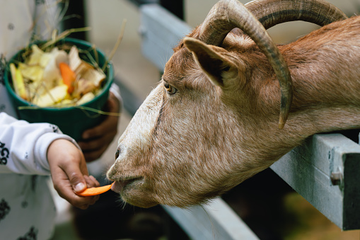 Tender moment as a child feeds a carrot to a friendly goat on the farm, promoting animal interaction