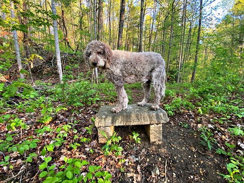 Labradoodle on a Stone Bench