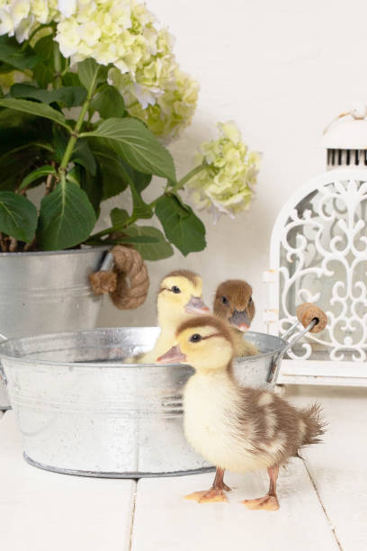 istock The beautiful little yellow ducklings 2149759858