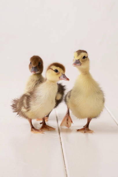 The beautiful little yellow ducklings