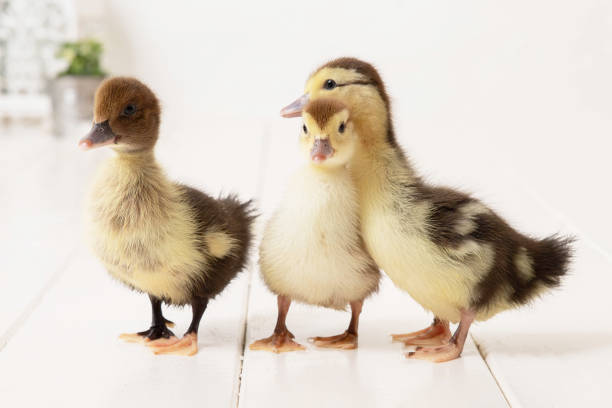 istock The beautiful little yellow ducklings 2149759877