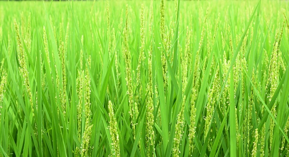 Close-up photo of vibrant green rice plants, with grains almost ready for harvesting, growing in a rice paddy in Ubud, Bali