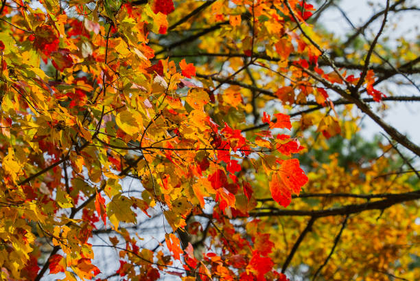 istock Red and Yellow Autumn Leaves 2149763093