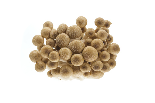 Cluster of brown beech mushrooms, also known as Shimeji mushrooms isolated white background, (Hypsizygus tessellatus)