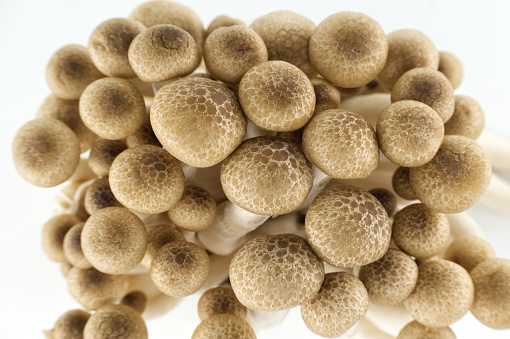 Cluster of beech mushrooms in various shades of brown, also known as Shimeji mushrooms, beech mushrooms (Hypsizygus tessellatus)