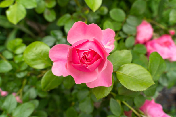 istock Pink rose in the garden 2149763526