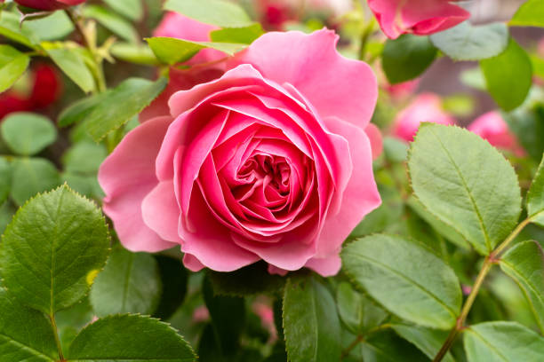 istock Pink rose in the garden 2149763548