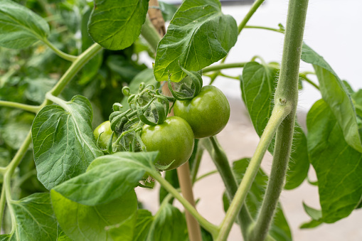 Tomato plant in the pot with small green tomatoes in spring