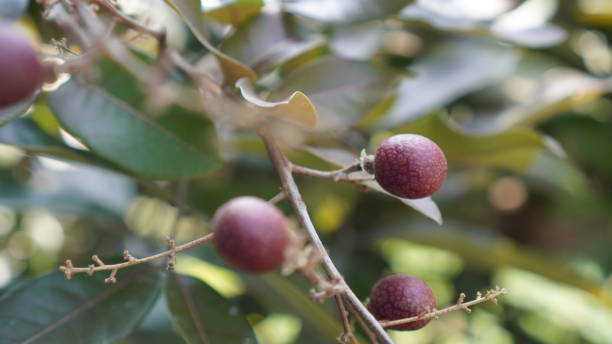 istock The Red Longan fruit tree inside of the seeds is red 2149764831