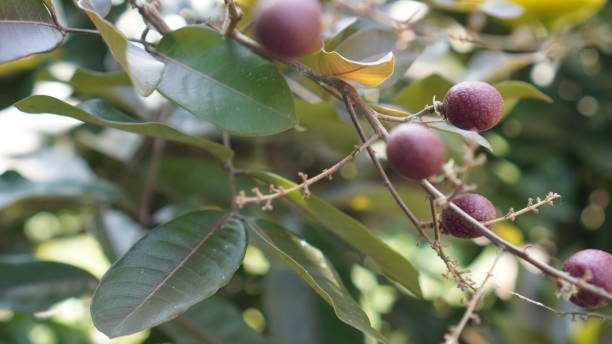 The Red Longan fruit tree inside of the seeds is red