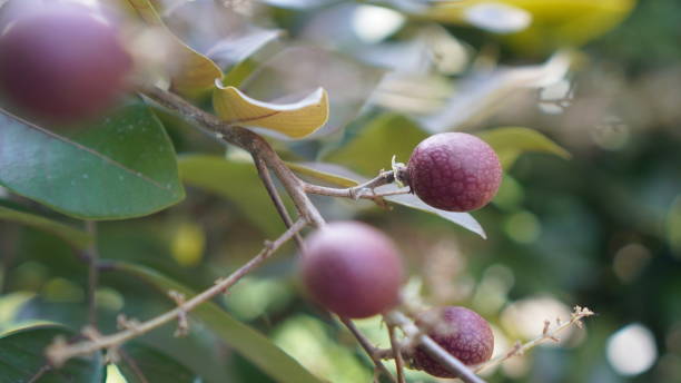 istock The Red Longan fruit tree inside of the seeds is red 2149764862