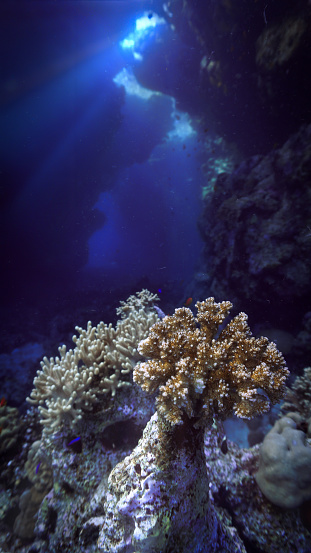 Underwater photo from a scuba dive in the Red Sea