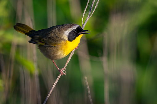 Common Yellow throat perched on a weed stalk singing