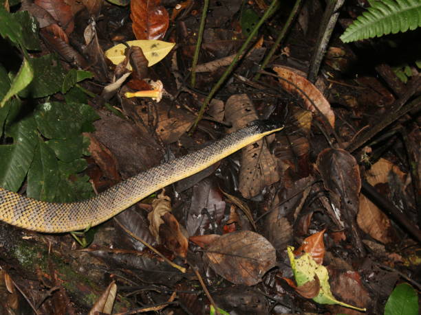 istock Puffing snake (Phrynonax poecilonotus) from Costa Rica 2149765171