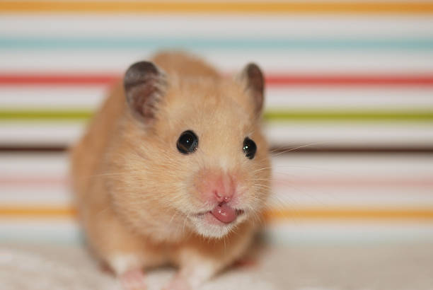 istock Golden hamster sticks out his tongue 2149765556