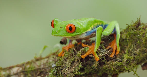 side view clip of red-eyed tree frog on a branch in costa rica